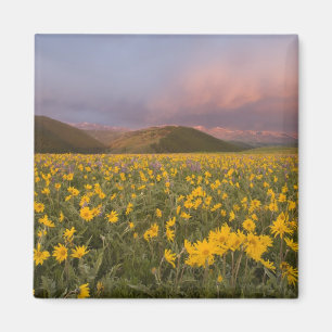 Imán Prado de flores silvestres espectacular al amanece