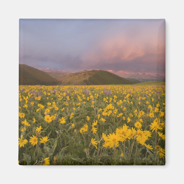 Imán Prado de flores silvestres espectacular al amanece (Frente)