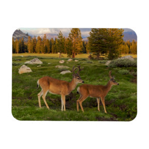 Imán Prado de Tuolumne, Yosemite