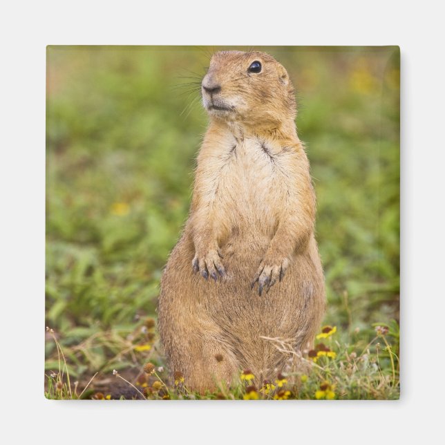 Imán Prairie Dog Cynomys (Frente)
