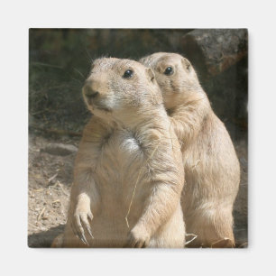 Imán Prairie Dog Photo Square Magnet