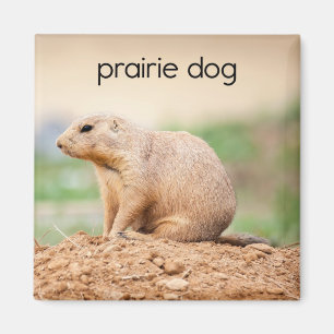 Imán Prairie Dog Refrigerator Magnet