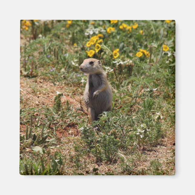 Imán Prairie Dog Solo (Frente)