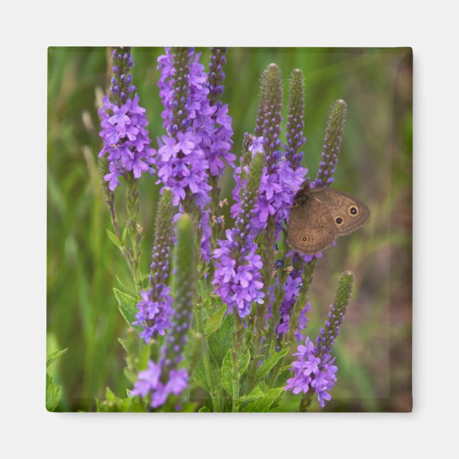 Imán Prairie Flower y Butterfly Magnet (Frente)