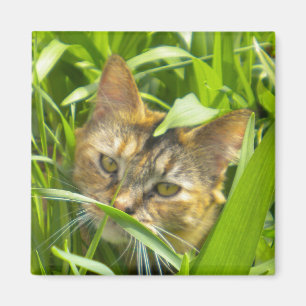 Imán Preciosa gatita de la jungla