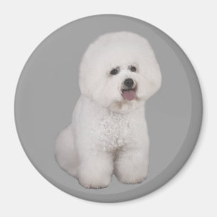 Imán precioso de Bichon Frise
