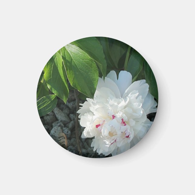 Imán Precious Peony Magnet (Frente)