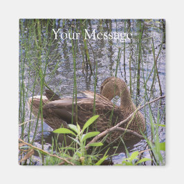 Imán Predicación del pato en los carrizos