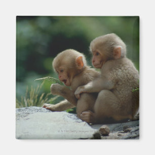 Imán Prefectura de Nagano, Japón