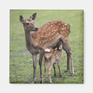 Imán Prefectura de Nara, Honshu, Japón 2