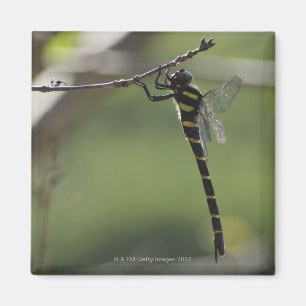 Imán Prefectura de Tokio, Honshu, Japón