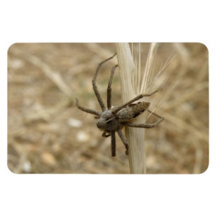 Imán premium de araña crujiente y escalofriante