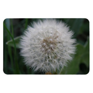 Imán premium de flor de Dandelion de semillas