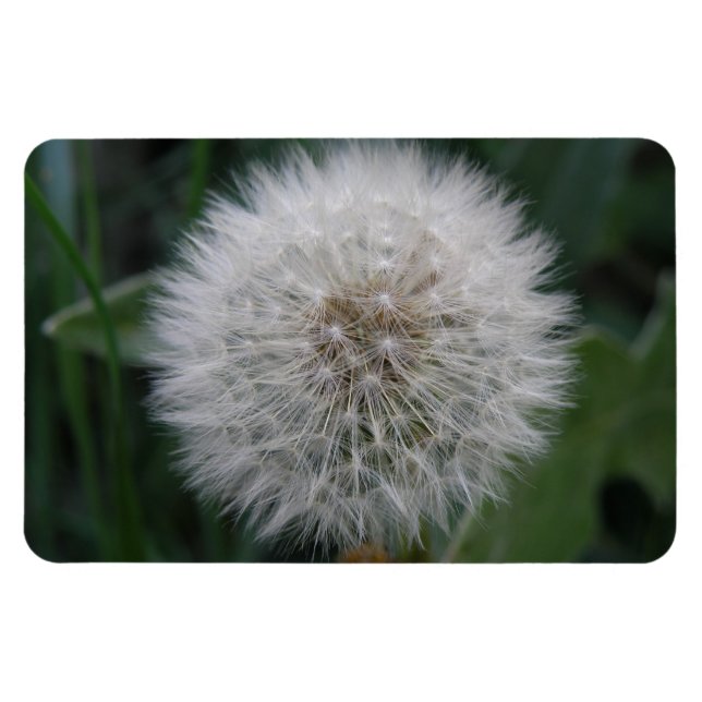 Imán premium de flor de Dandelion de semillas (Horizontal)