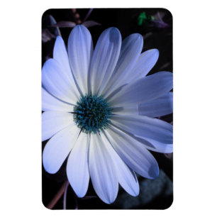 Imán premium de flor de margarita azul