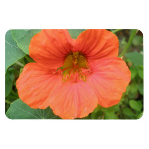 Imán premium de flor de Nasturtium naranja