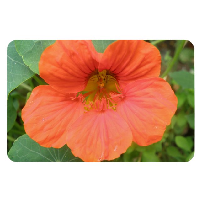 Imán premium de flor de Nasturtium naranja (Horizontal)