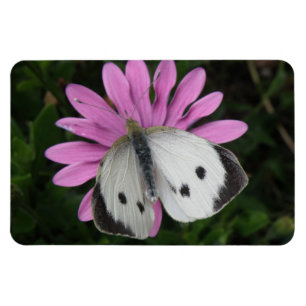 Imán premium de flor rosa y mariposa
