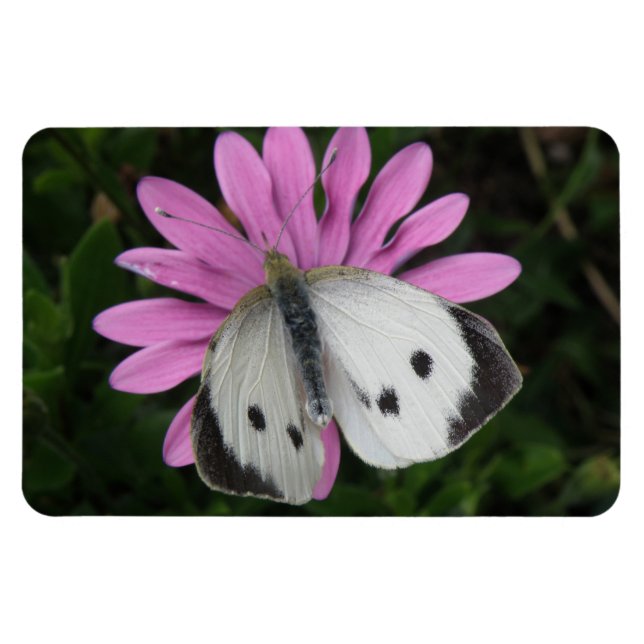 Imán premium de flor rosa y mariposa (Horizontal)