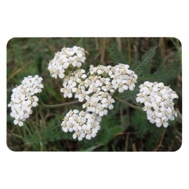 Imán Premium de Flores Silvestres Blancas (Horizontal)