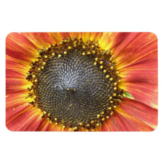 Imán premium de girasol rojo y amarillo