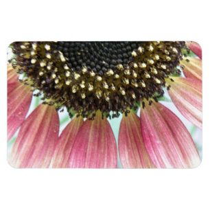 Imán premium de girasol rosa