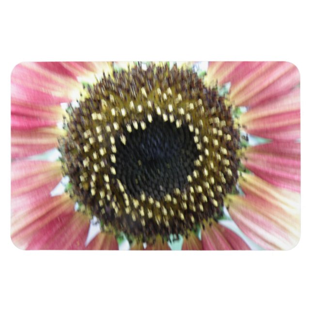 Imán premium de girasol rosado de bonito (Horizontal)