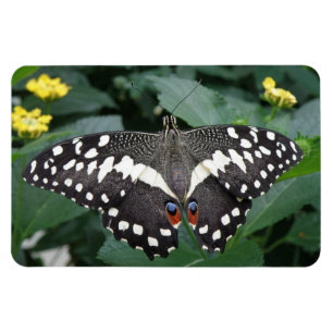 Imán premium de mariposa y flores de limón