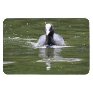 Imán premium de natación de aletas