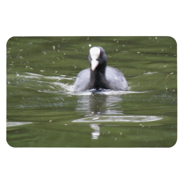 Imán premium de natación de aletas (Horizontal)