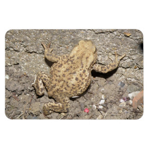 Imán premium de toad de garganta suave