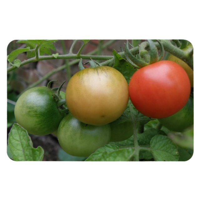 Imán premium de tomates ligeros de tráfico (Horizontal)
