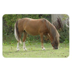 Imán premium para la mancha de caballos marrones d