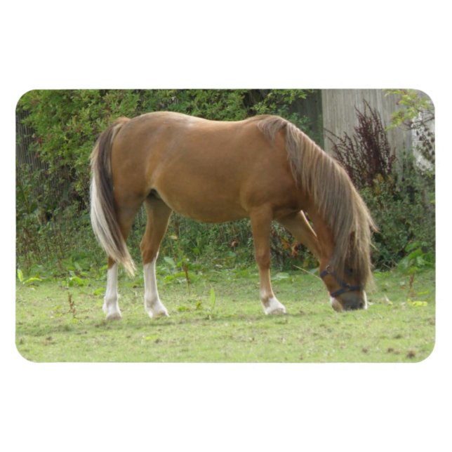 Imán premium para la mancha de caballos marrones d (Horizontal)
