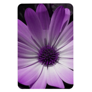 Imán premium Purple Daisy Flower