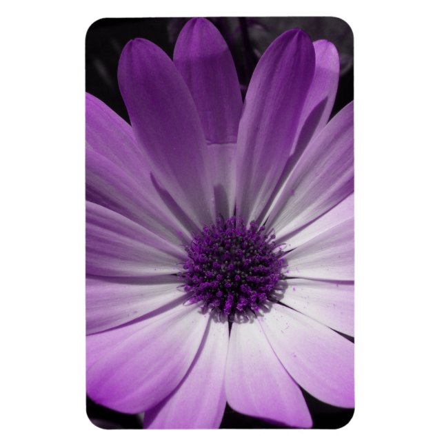 Imán premium Purple Daisy Flower (Vertical)