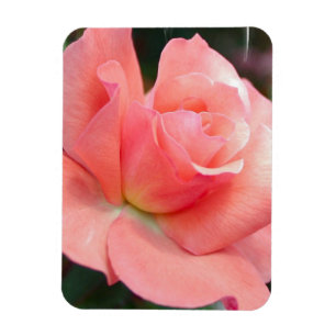 Imán premium rosa rosa