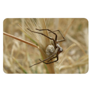 Imán Premium Spider and Egg Sac