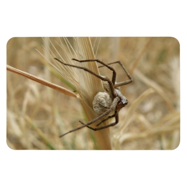 Imán Premium Spider and Egg Sac (Horizontal)