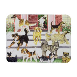 Imán Presentaciones de fiesta