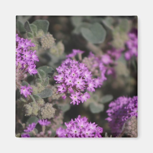 Imán Preservación de vida silvestre del valle de Coache (Frente)