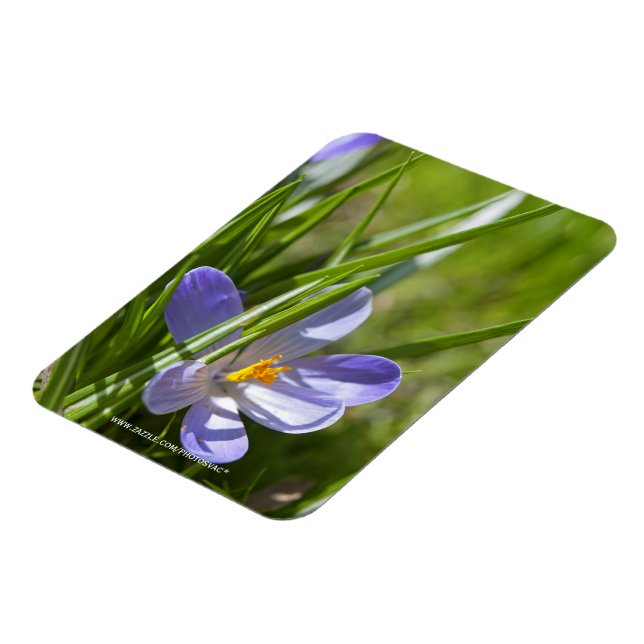 Imán Primavera (Lado Izquierdo)