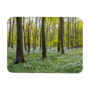 Imán Primavera a la vida