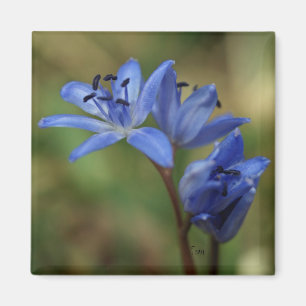 Imán primavera azul