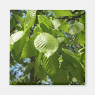 Imán Primavera Birch deja el árbol verde