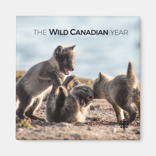 Imán Primavera - Fox ártica (Frente)