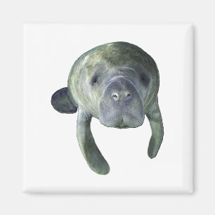 Imán Primaveras del Manatee