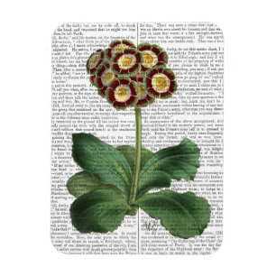Imán Primea Auricula Red