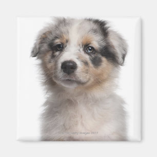 Imán Primer australiano azul del perrito del pastor de