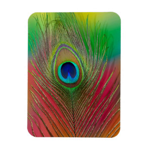 Imán Primer de la pluma del pavo real